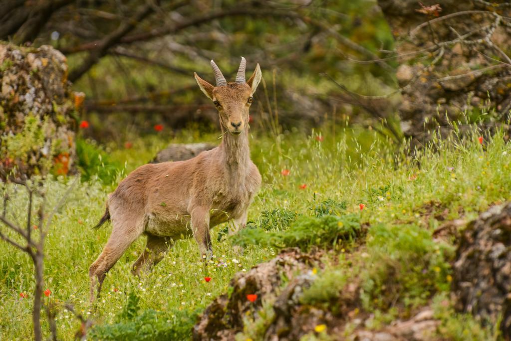 Alojamientos Messia De Leiva Segura de la Sierra Buitenkant foto